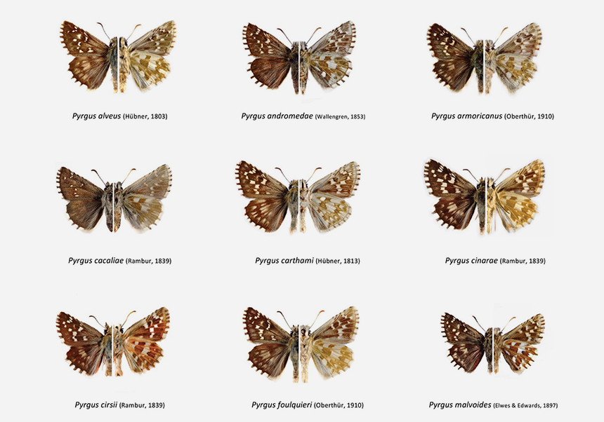 Publicada la nova guia d'identificació de les espècies ibèriques del gènere <em>Pyrgus</em>